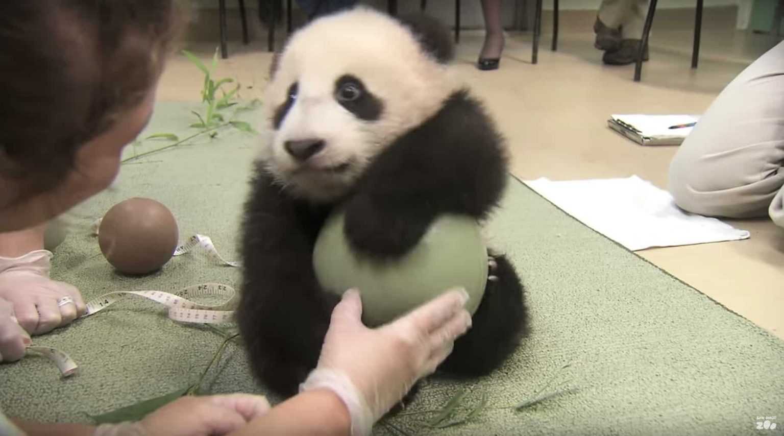 Você está visualizando atualmente Ninguém podia tocar na bola desse lindo urso panda