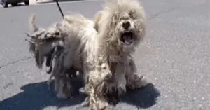 Leia mais sobre o artigo Cão estava em uma situação delicada, com seu pelo infestado de pulgas, bactérias e doenças