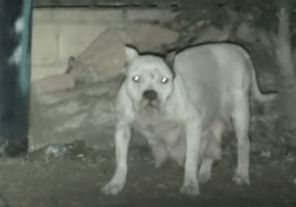 Você está visualizando atualmente Essa Pitbull negou ser resgatada para não deixar seus filhotes sozinhos