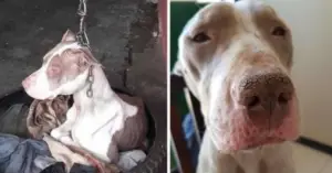 Leia mais sobre o artigo Pessoas encontram cachorro abandonado e acorrentado de forma cruel