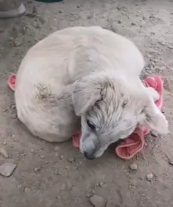 Leia mais sobre o artigo Com diversos problemas, esse cachorro nem conseguia levantar a cabeça para agradecer à pessoa que o salvou