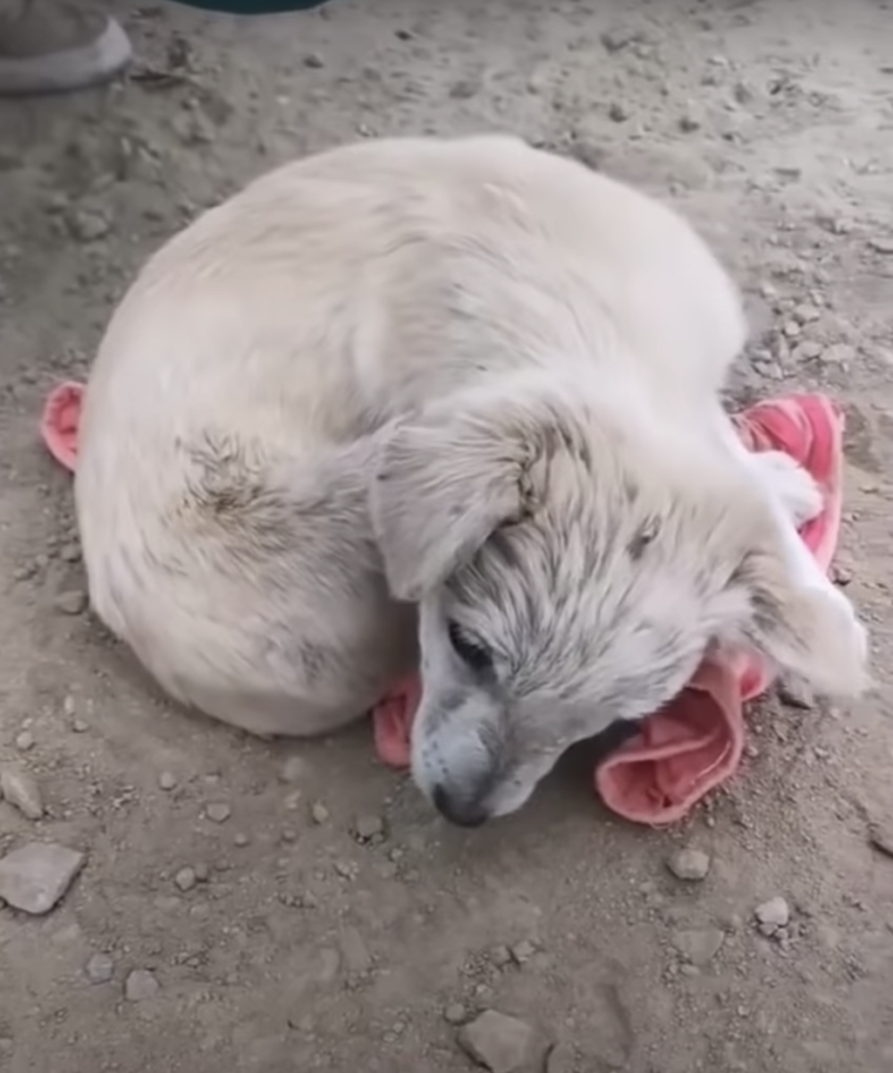 Você está visualizando atualmente Com diversos problemas, esse cachorro nem conseguia levantar a cabeça para agradecer à pessoa que o salvou