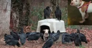 Leia mais sobre o artigo Cachorra é cercada por diversos urubus esperando seu fim