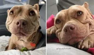 Leia mais sobre o artigo Pit Bull é resgatado e sua vida se transforma em alegria