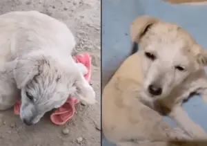 Leia mais sobre o artigo Com diversos problemas, esse cachorro nem conseguia levantar a cabeça para agradecer à pessoa que o salvou