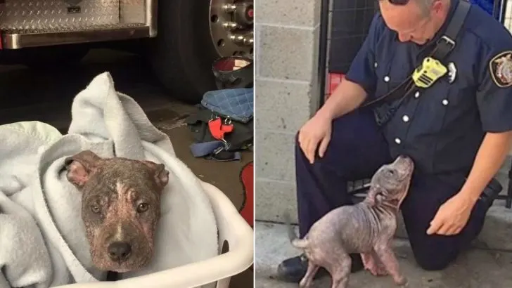 Você está visualizando atualmente Filhote de Pit Bull é resgatado por bombeiro após ser abandonado