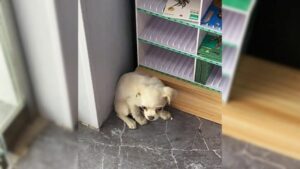 Leia mais sobre o artigo Cachorrinho assustado se esconde em loja e implora por ajuda