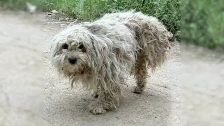 Você está visualizando atualmente Cachorro deficiente rasteja em busca de encontrar comida, mas o destino tinha algo melhor reservado