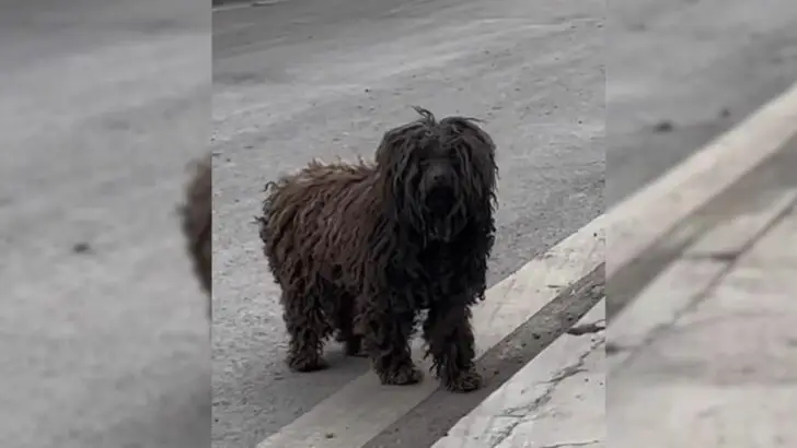 Você está visualizando atualmente Cachorro de coração partido vai de casa em casa pedindo uma chance para ser adotado