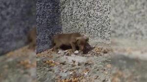 Leia mais sobre o artigo Cachorro abandonado que chorava por ajuda encontra alívio ao ser resgatado