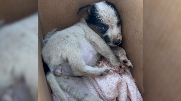 Você está visualizando atualmente Abandonado e triste, cachorro encontra uma nova chance e transforma sua vida