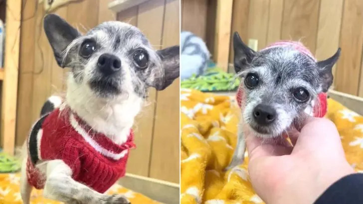 Você está visualizando atualmente Chihuahua é deixado no abrigo por querer dividir a cama com seus humanos