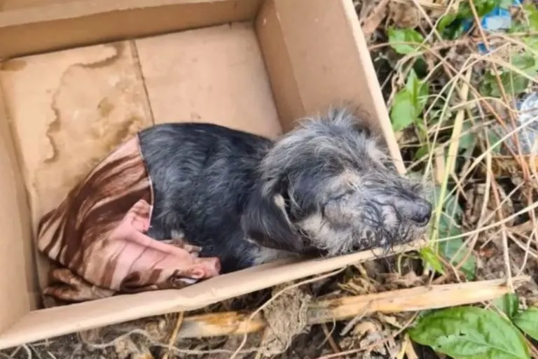 Você está visualizando atualmente Filhote com uma aparência triste é abandonado em caixa, mas mostra que ele é forte