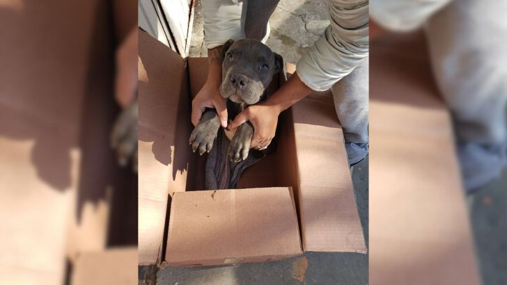 Você está visualizando atualmente Cachorro abandonado em caixa ao lado do abrigo é deixado com uma carta comovente