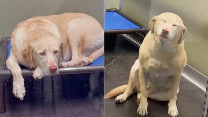 Você está visualizando atualmente Cachorro fica radiante ao se encontrar com sua dona após uma semana separados