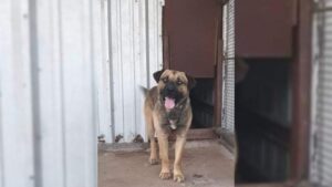 Leia mais sobre o artigo Cão abandonado à beira do sacrifício encontra a família ideal