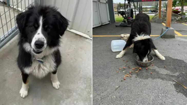 Você está visualizando atualmente Funcionários de um abrigo de cães ficaram desolados ao encontrar um cachorro amarrado na frente do abrigo