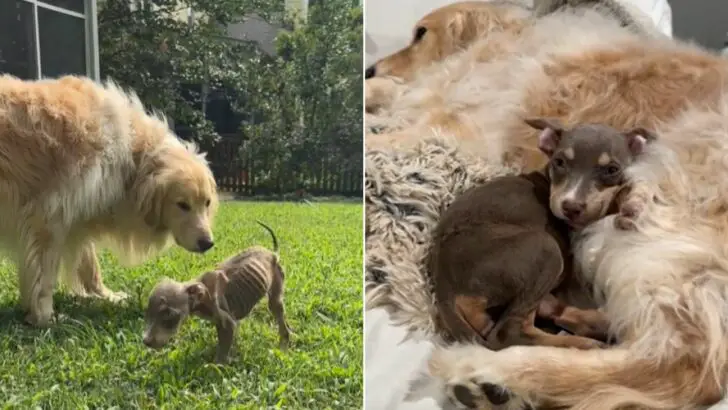 Você está visualizando atualmente Cachorro salvo encontra recuperação e amor com seu novo melhor amigo