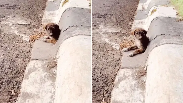 Você está visualizando atualmente Homem encontra cachorra perdida em um cano de esgoto, e imediatamente busca ajudá-la