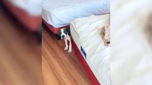 Leia mais sobre o artigo Dona de motel descobre acidentalmente uma surpresa de cachorrinho escondido em quarto