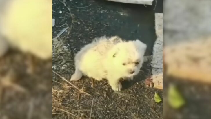 Você está visualizando atualmente Cachorro pede ao seu dono para voltar ao local onde foi resgatado, porque havia algo especial deixado para trás