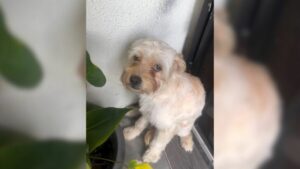 Leia mais sobre o artigo Cachorro abandonado na rua finalmente encontra alguém que faz ele se sentir especial