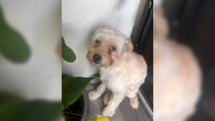 Você está visualizando atualmente Cachorro abandonado na rua finalmente encontra alguém que faz ele se sentir especial