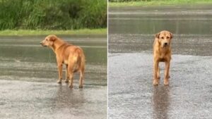 Leia mais sobre o artigo Cachorro solitário que ficou esperando na chuva reencontra seu dono e transborda de felicidade