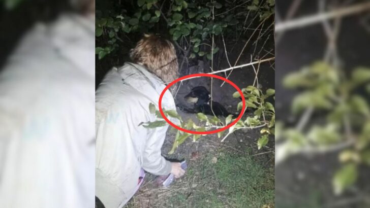 Você está visualizando atualmente O cachorrinho amarrado e abandonado encontra um final feliz inesperado