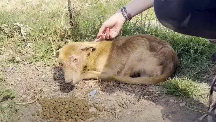 Você está visualizando atualmente Cachorro deficiente, vê sua vida ser transformada mesmo após diversos traumas