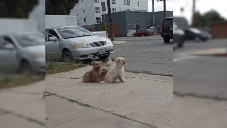 Você está visualizando atualmente Família de filhotes abandonados se recusa a deixar o local até encontrar ajuda de verdade