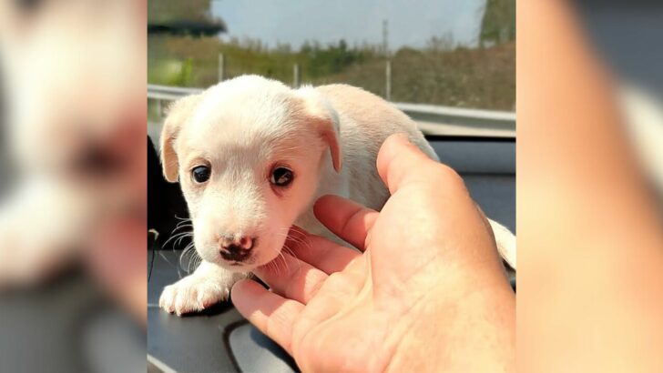 Você está visualizando atualmente Filhote abandonado ganha nova chance e se transforma no cãozinho mais adorável