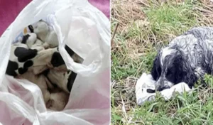 Leia mais sobre o artigo Cachorra é encontrada na estrada perdida, carregando seus filhotes em uma sacola