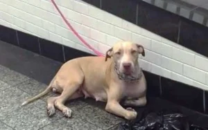 Leia mais sobre o artigo Cachorra foi amarrada e abandonada em uma estação de metrô, esperando que alguém ajudasse